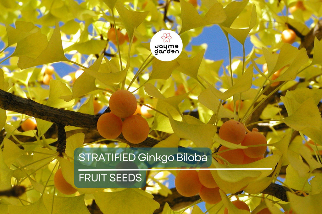 5 Stratified Ginkgo Biloba Tree Seeds (Maidenhair) – Hardy, Yellow Fall Foliage, Rare Bonsai