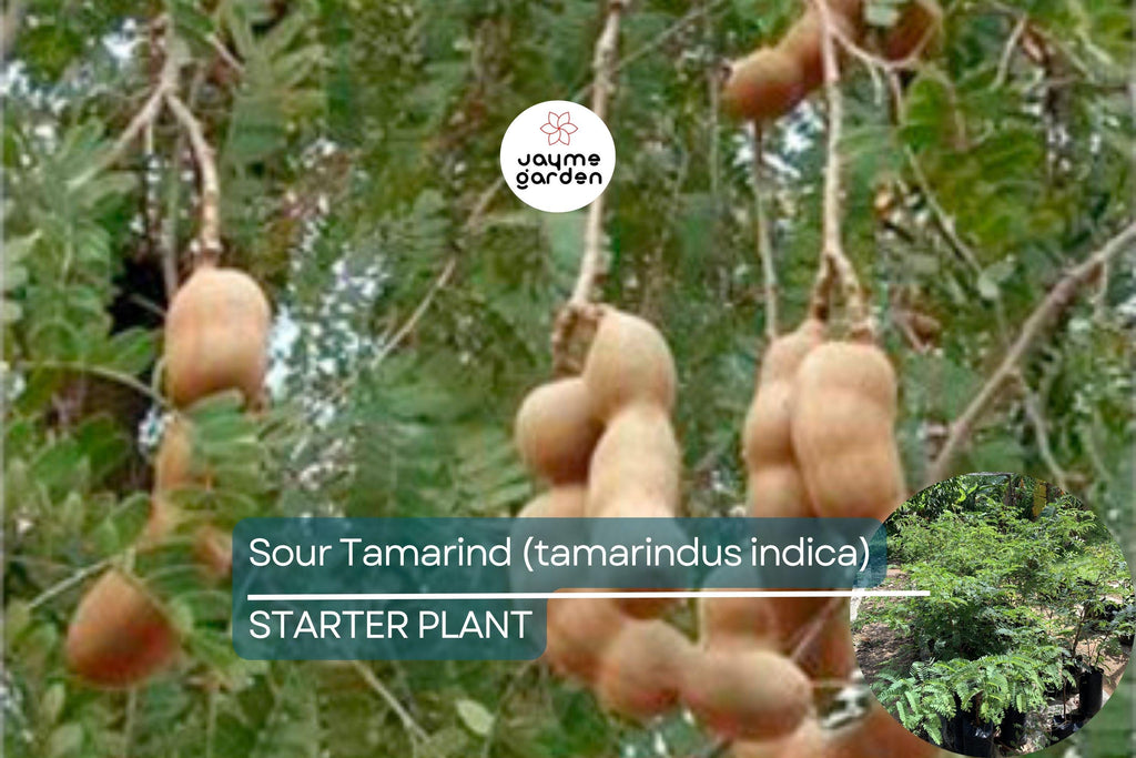 1 Sour Tamarind Tree Live Tamarindus Indica Starter Plant 1-2 ft | Tangy Tropical Fruit | Hardy, Drought-Tolerant | Easy to Grow