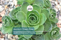Aeonium Green Rose Cutting | 3" Head | Fresh Unrooted Succulent | Easy to Grow | Perfect for Propagation