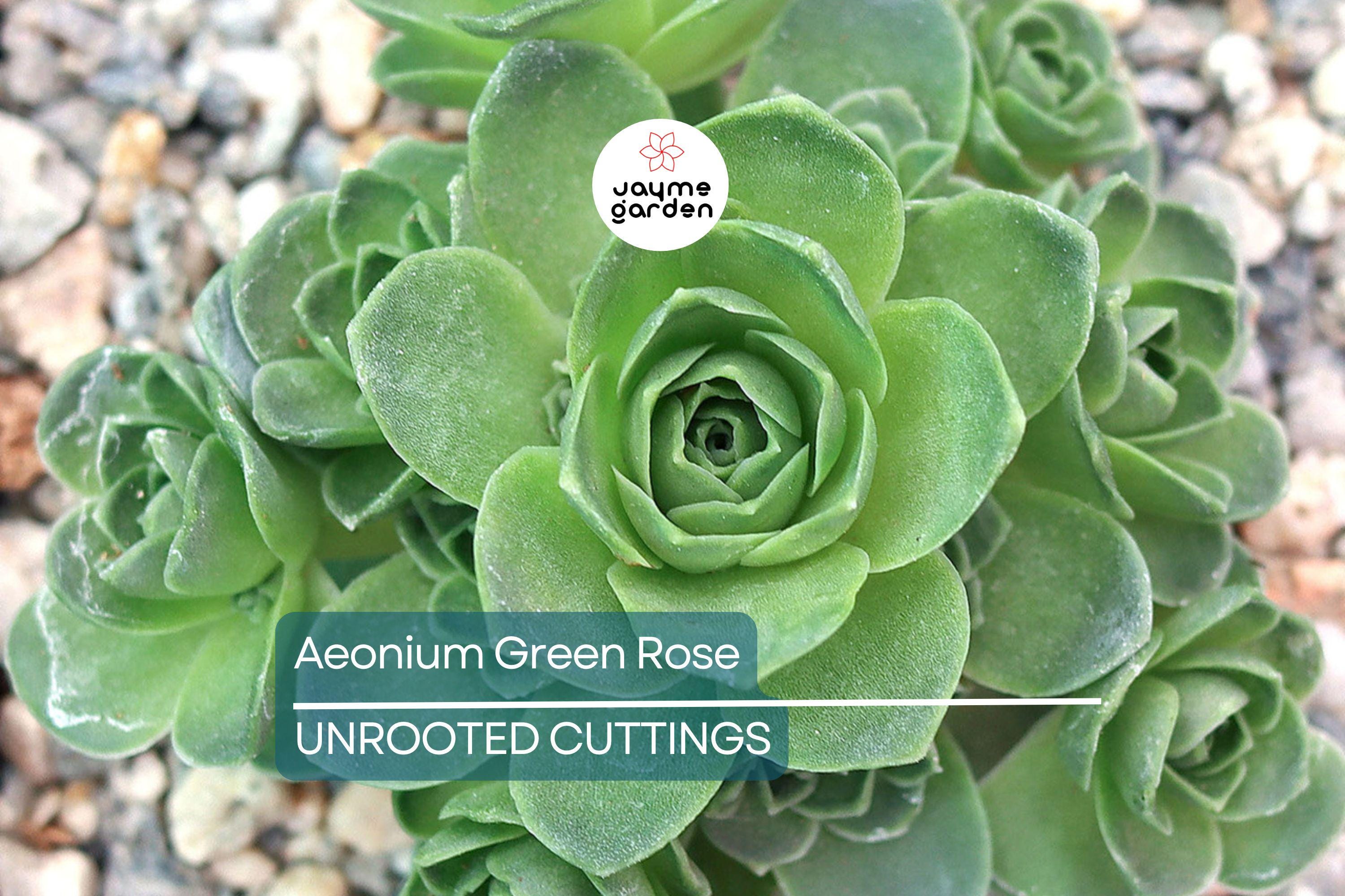 Aeonium Green Rose Cutting | 3" Head | Fresh Unrooted Succulent | Easy to Grow | Perfect for Propagation