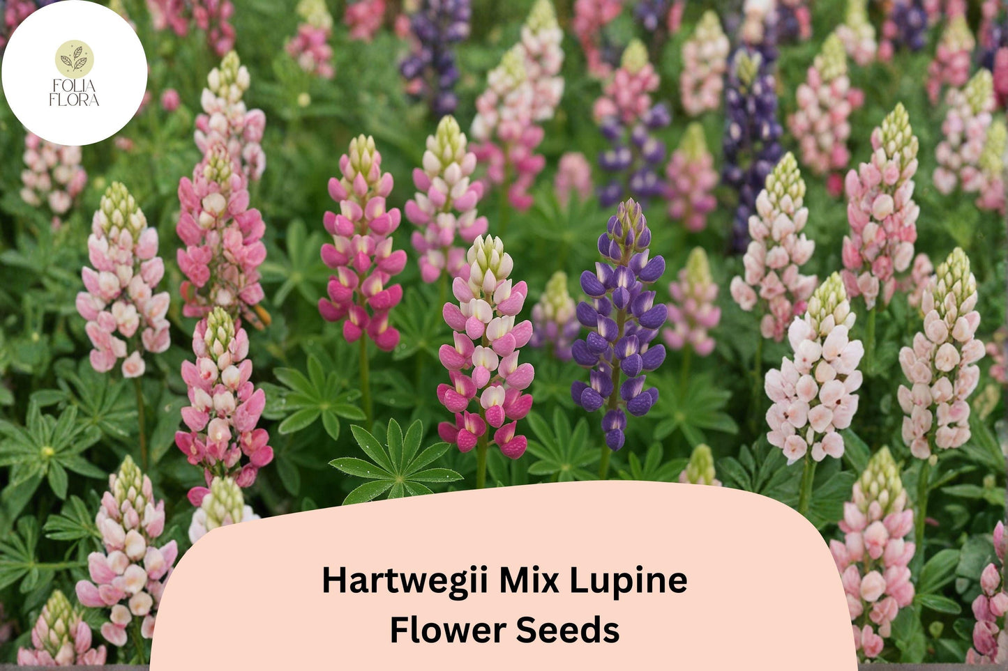 25+ Hartwegii Mix Lupine Seeds | Lupinus hartwegii | Colorful Annual for Garden Planting