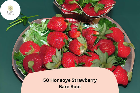 50 Honeoye Strawberry Plants | Live Bare Root | June Bearing Fragaria × ananassa Fruit