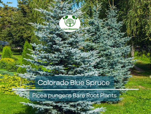 1 Colorado Blue Spruce Tree – Bare Root 9" Seedling – Pre-Bonsai or Landscape Starter – Hardy Evergreen – Zones 2–7