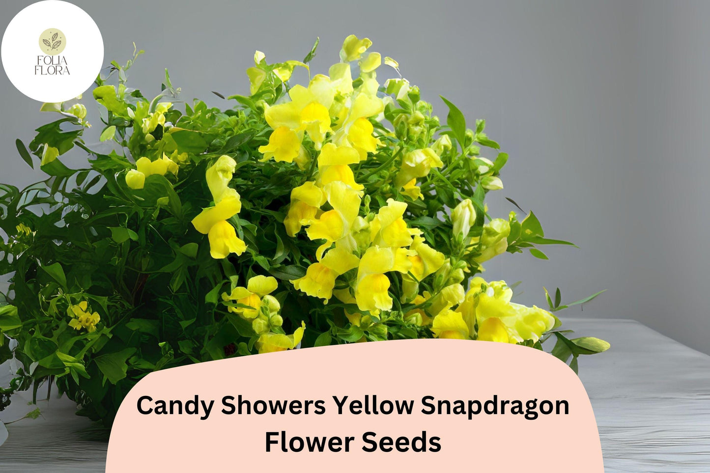 Candy Showers Yellow Snapdragon Seeds (Antirrhinum majus) | 1000+ Seeds | Cascading Yellow Blooms for Gardens & Hanging Baskets