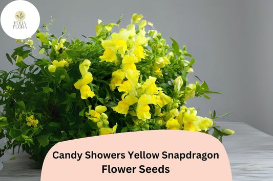 Candy Showers Yellow Snapdragon Seeds (Antirrhinum majus) | 1000+ Seeds | Cascading Yellow Blooms for Gardens & Hanging Baskets