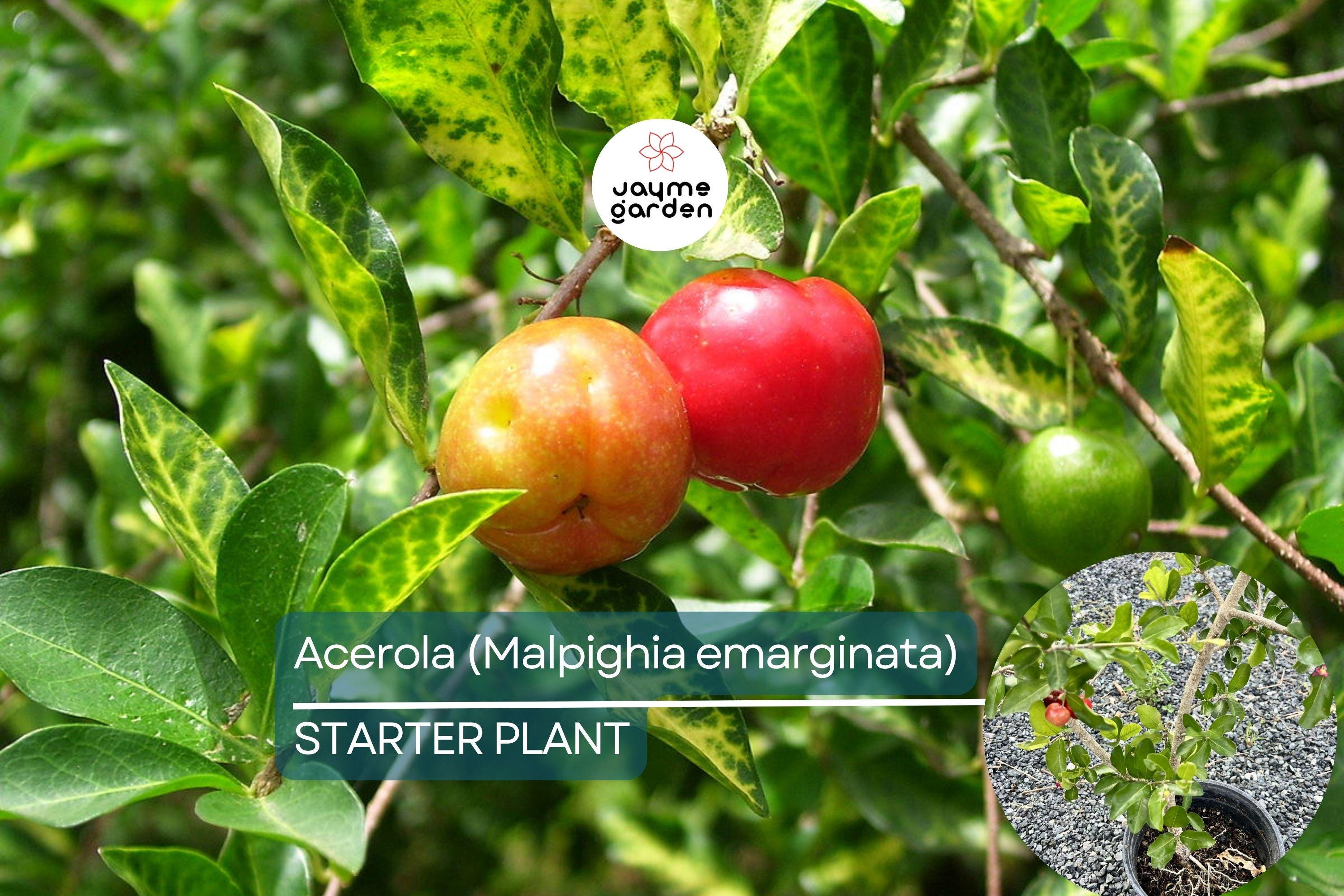 Acerola Fruit Tree (Malpighia emarginata) Live Starter Plant 2’-3’ Tall – Ready to Fruit, Tropical Vitamin C Powerhouse
