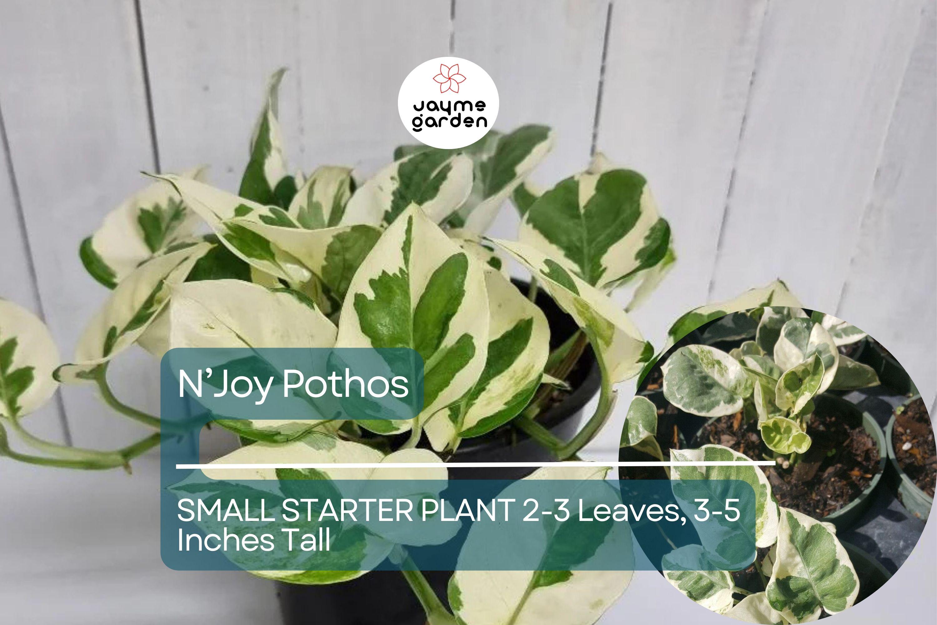1 N’Joy Pothos Starter Plant Well-Rooted, 2-3 Leaves, 3-5 Inches Tall - Variegated Indoor Vine for Home & Office Decor