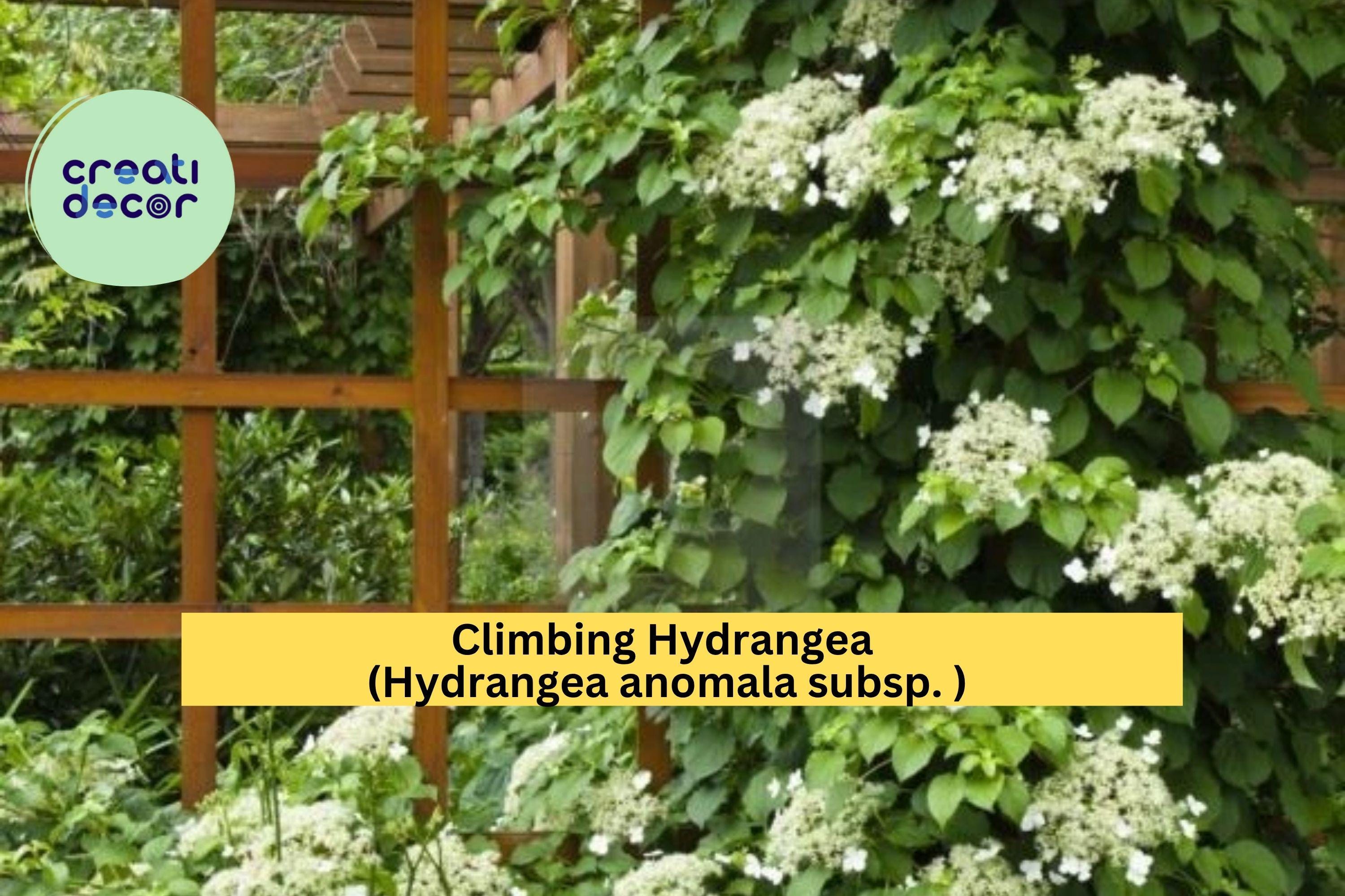 Climbing Hydrangea Vine – Hydrangea anomala petiolaris Live Plant, Fragrant White Blooms & Lush Green Foliage for Shade Gardens Zones 5–9