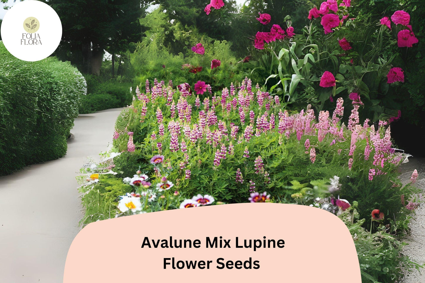 Lupinus Avalune Mix Lupine Seeds – 25+ Stunning Bicolor Wildflowers for Garden & Pollinators