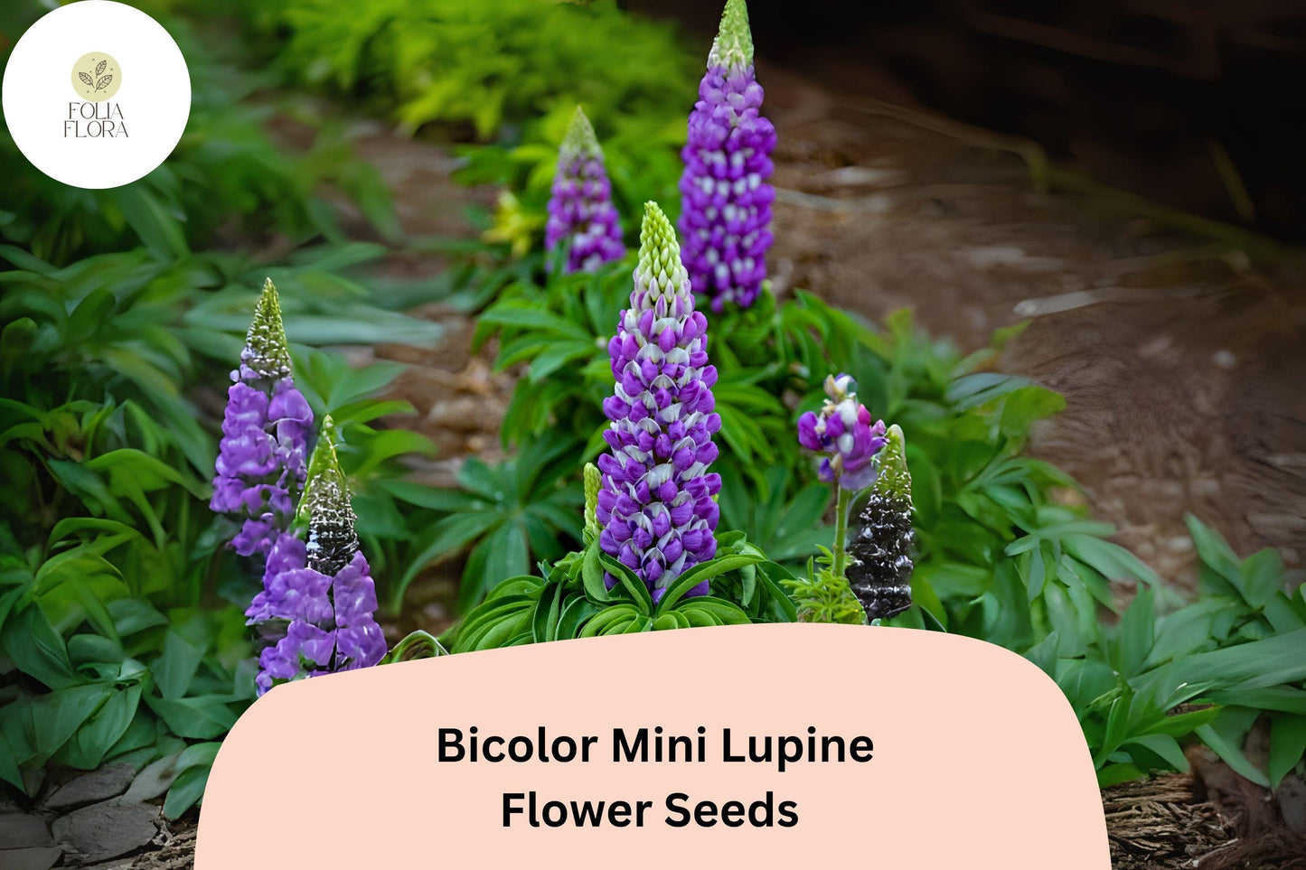 Lupinus Bicolor Mini Lupine Seeds – 25+ Compact Wildflowers for Pollinators & Gardens