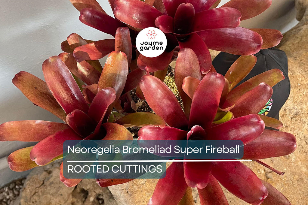 Neoregelia Bromeliad Super Fireball Cutting - 6" Red Serrate Foliage, Safe for Children