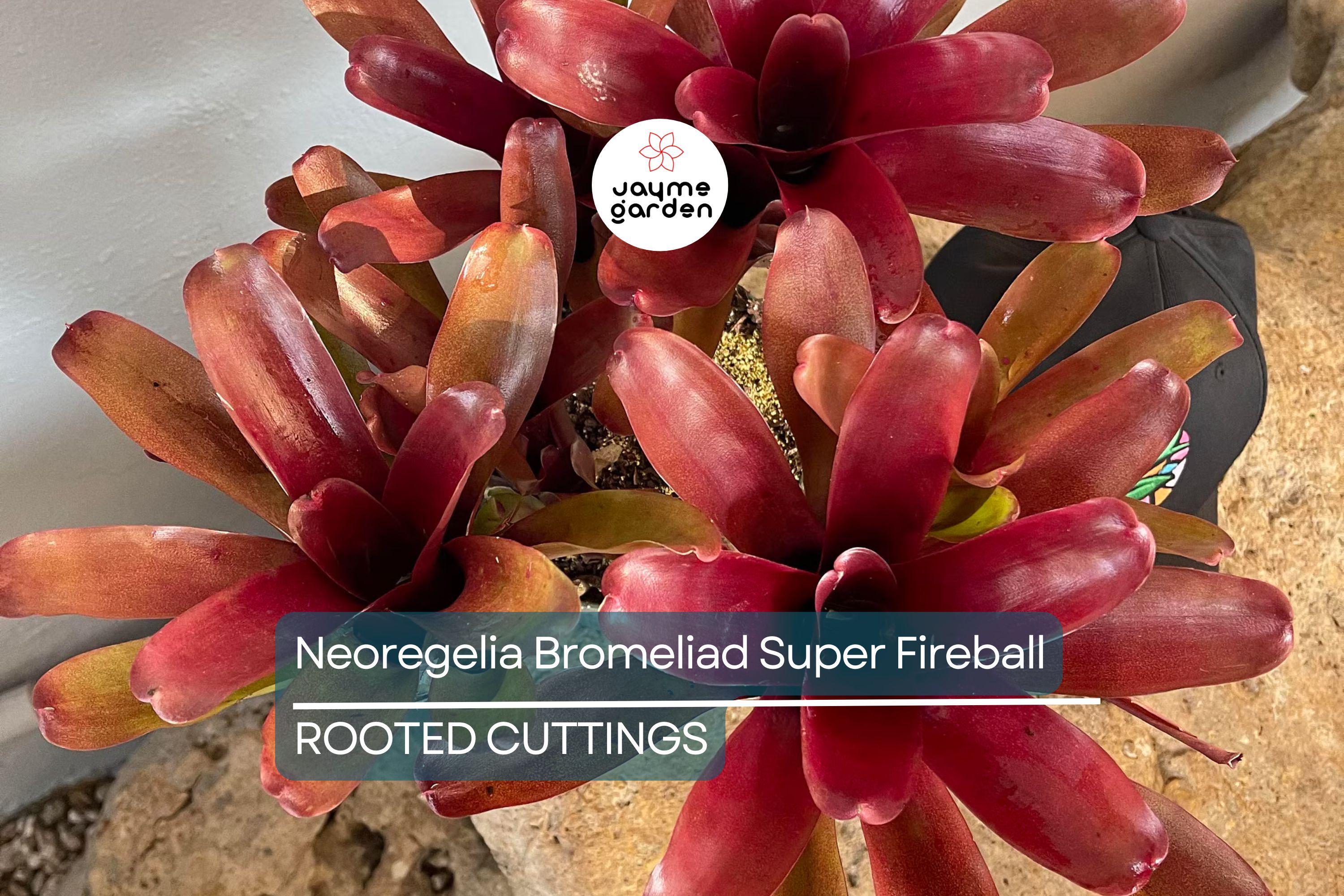 Neoregelia Bromeliad Super Fireball Cutting - 6" Red Serrate Foliage, Safe for Children