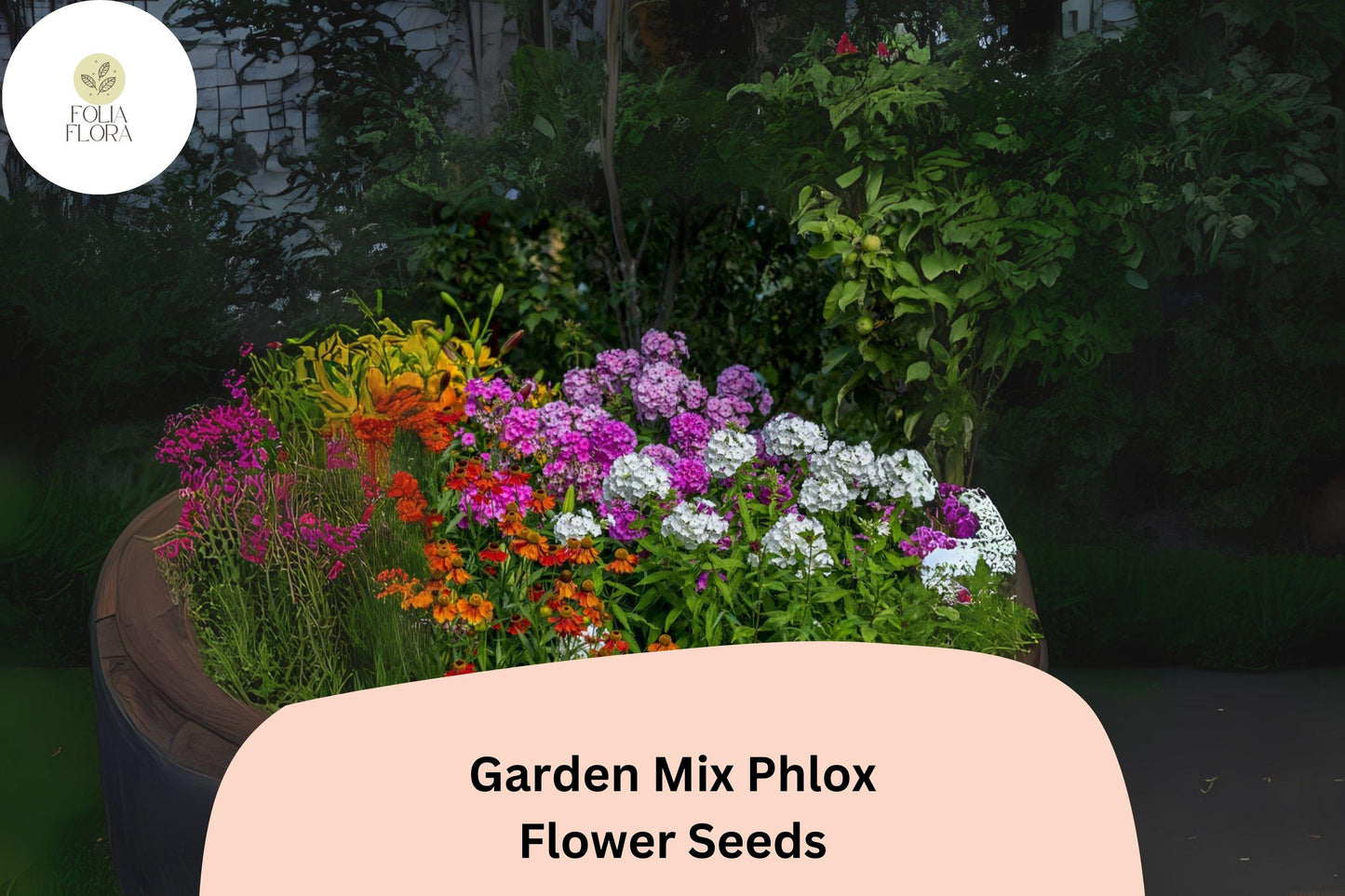 100+ Garden Mix Phlox Seeds for Planting | Phlox drummondii Annual Flower Mix | Colorful Blooms for Beds, Borders & Containers