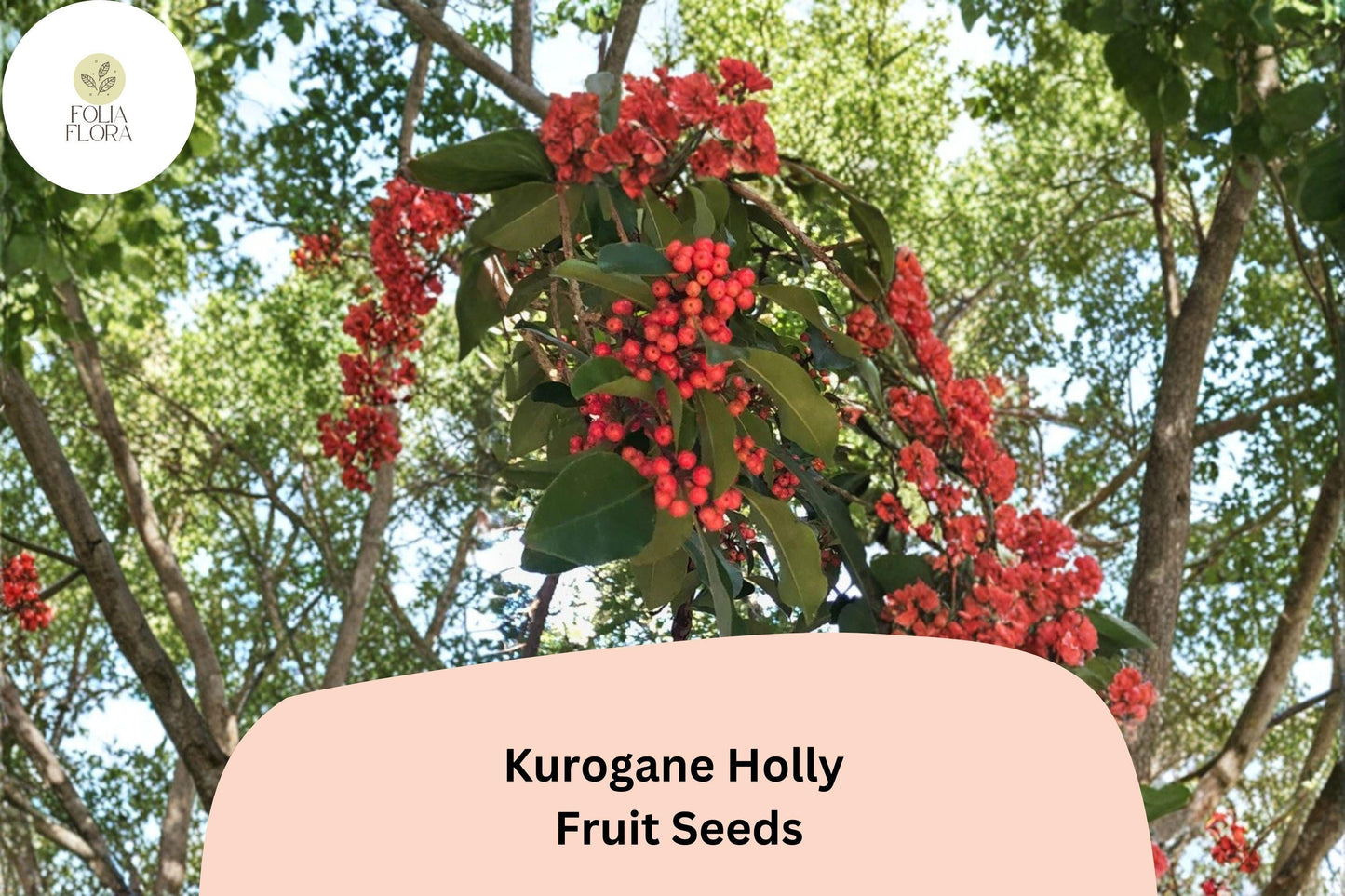 Kurogane Holly Seeds 25 | Ilex rotunda Evergreen Round Leaf Holly Tree Seeds for Garden Planting