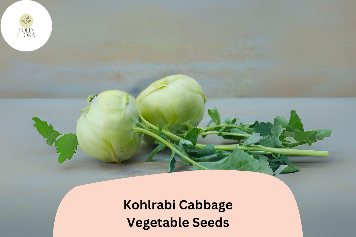 500+ Kohlrabi Seeds | Brassica oleracea | Heirloom Cabbage Family Vegetable | Bulk Garden Planting Seeds