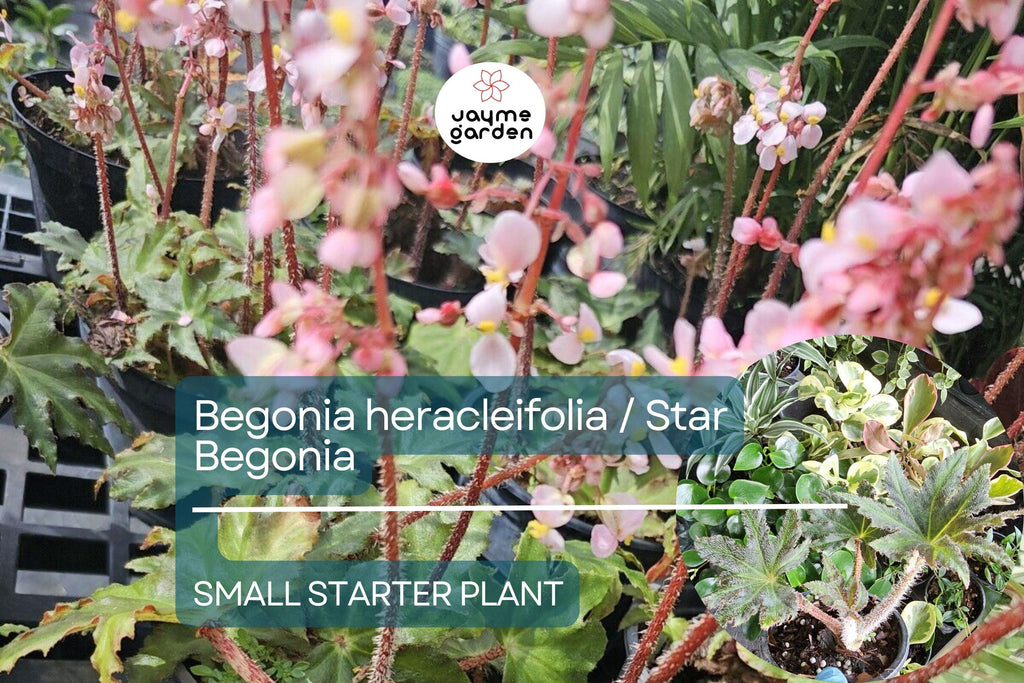 Begonia heracleifolia Starter Plant - Hybrid Rhizomatous Star Begonia - Unique Foliage for Indoor Decor, Terrariums & Tropical Gardens