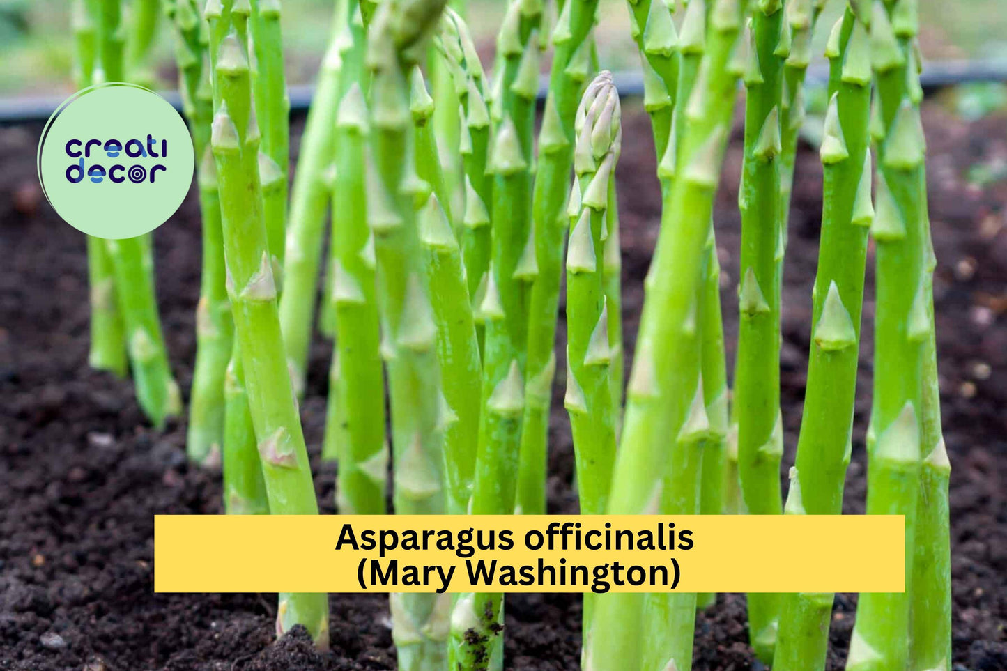 Mary Washington Asparagus Crowns – 25 Bare Root 2-Year Plants – Asparagus officinalis – Hand-Picked, Hardy Garden Perennial