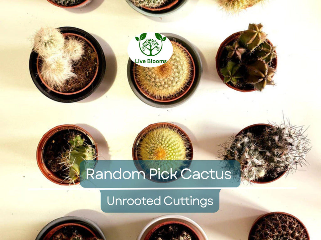 Lot of 10 Varieties Random Pick Cactus Unrooted Cuttings Bundle - Assorted Succulent Cuttings, Perfect for Propagation & Collection