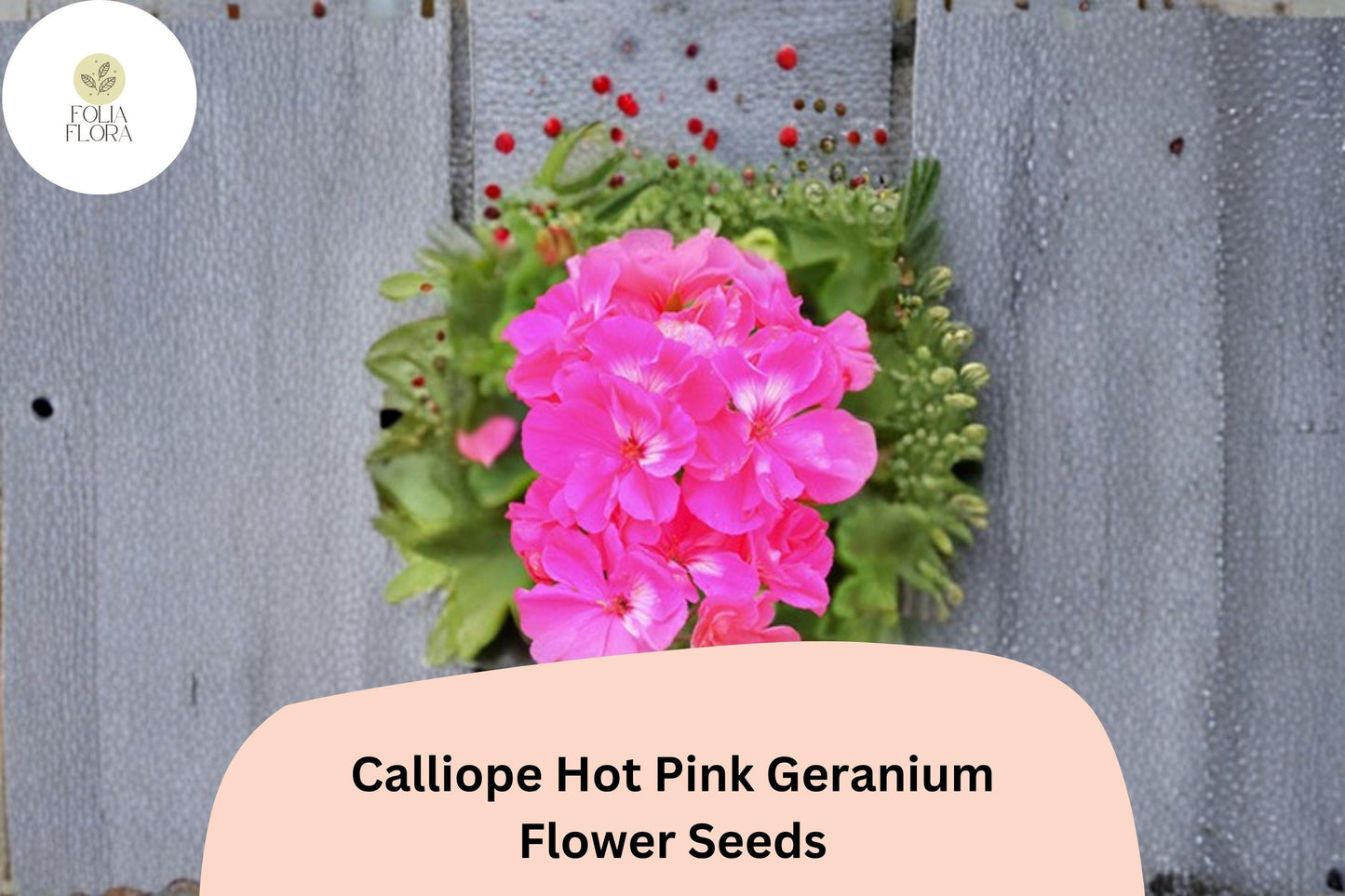 25+ Calliope Hot Pink Geranium Seeds | Vibrant Pink Hybrid Zonal Ivy Geranium | Garden & Hanging Basket Flower