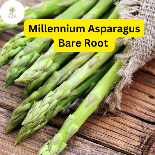 Bare Root Plants Millennium Live Asparagus, 2-Year Crowns, Asparagus officinalis, High Yield, Easy to Grow