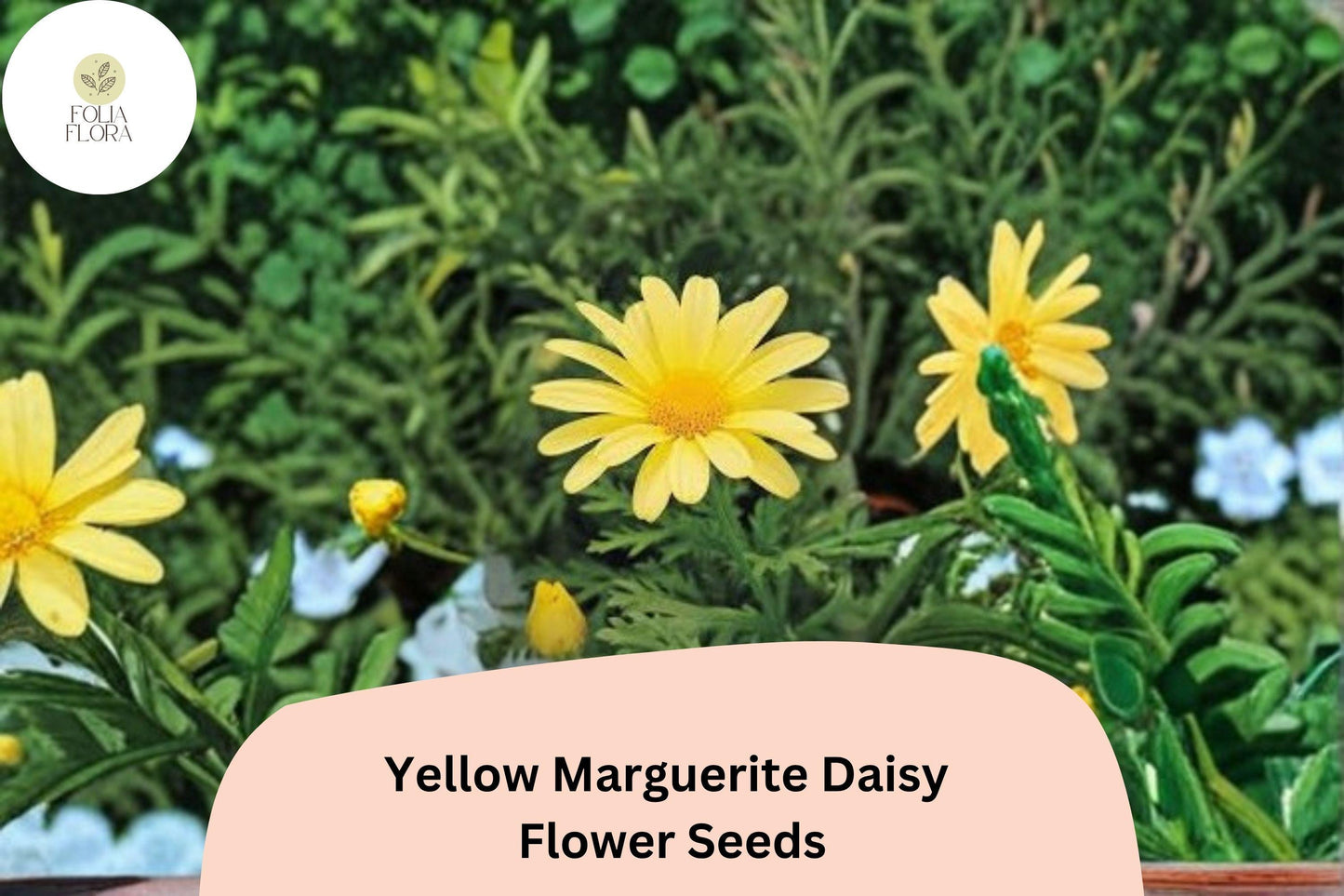 200+ Yellow Marguerite Daisy Seeds | Argyranthemum frutescens | Bright Golden Blooms | Easy Garden Flower for Pots & Beds