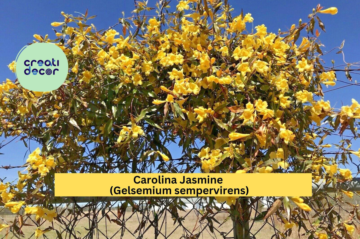 Carolina Jasmine Vine – Gelsemium sempervirens – 7 Yellow Flowering Starters, Bare Root Climbing Hummingbird Plant