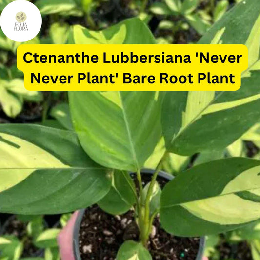 Ctenanthe lubbersiana ‘Never Never Plant’ | 1 Bare Root Live Variegated Houseplant | Easy Care Indoor Plant