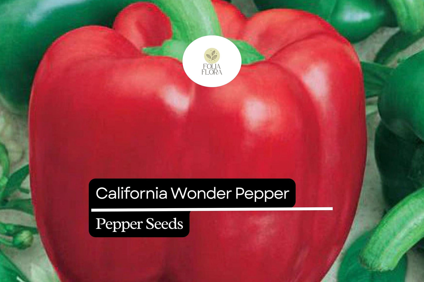 25 California Wonder Pepper Seeds – Capsicum annuum – Heirloom, Sweet & Crisp, High-Yielding