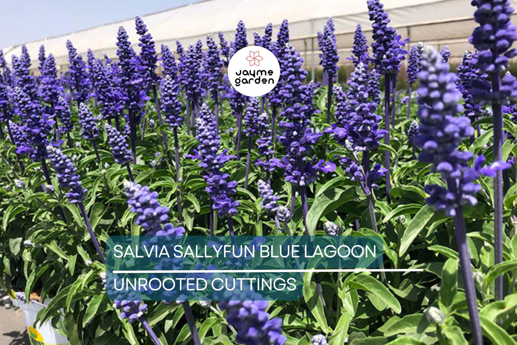 45 Salvia Sallyfun Blue Lagoon Live Plants | Vegetative Cuttings | Hardy Perennial