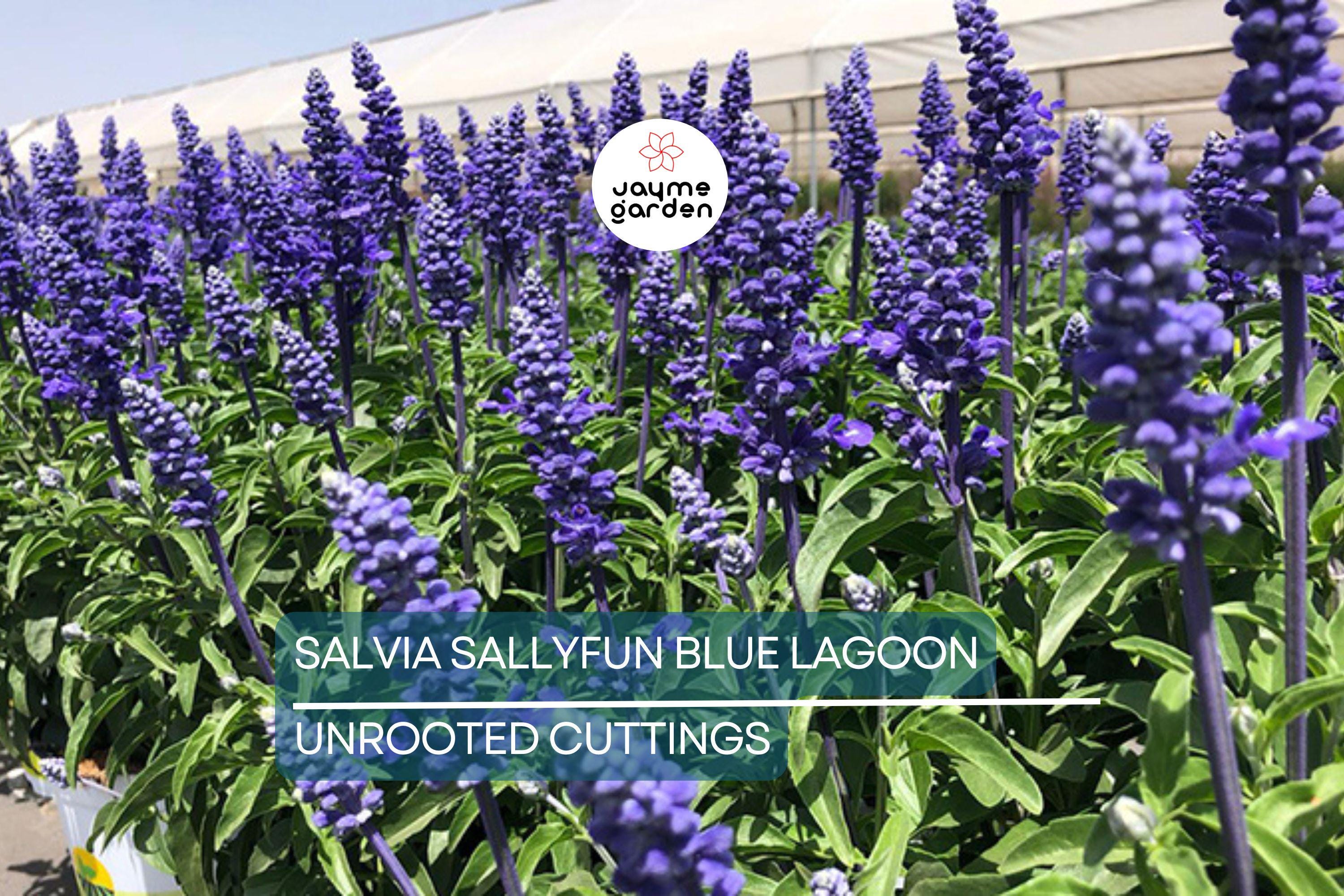 45 Salvia Sallyfun Blue Lagoon Live Plants | Vegetative Cuttings | Hardy Perennial