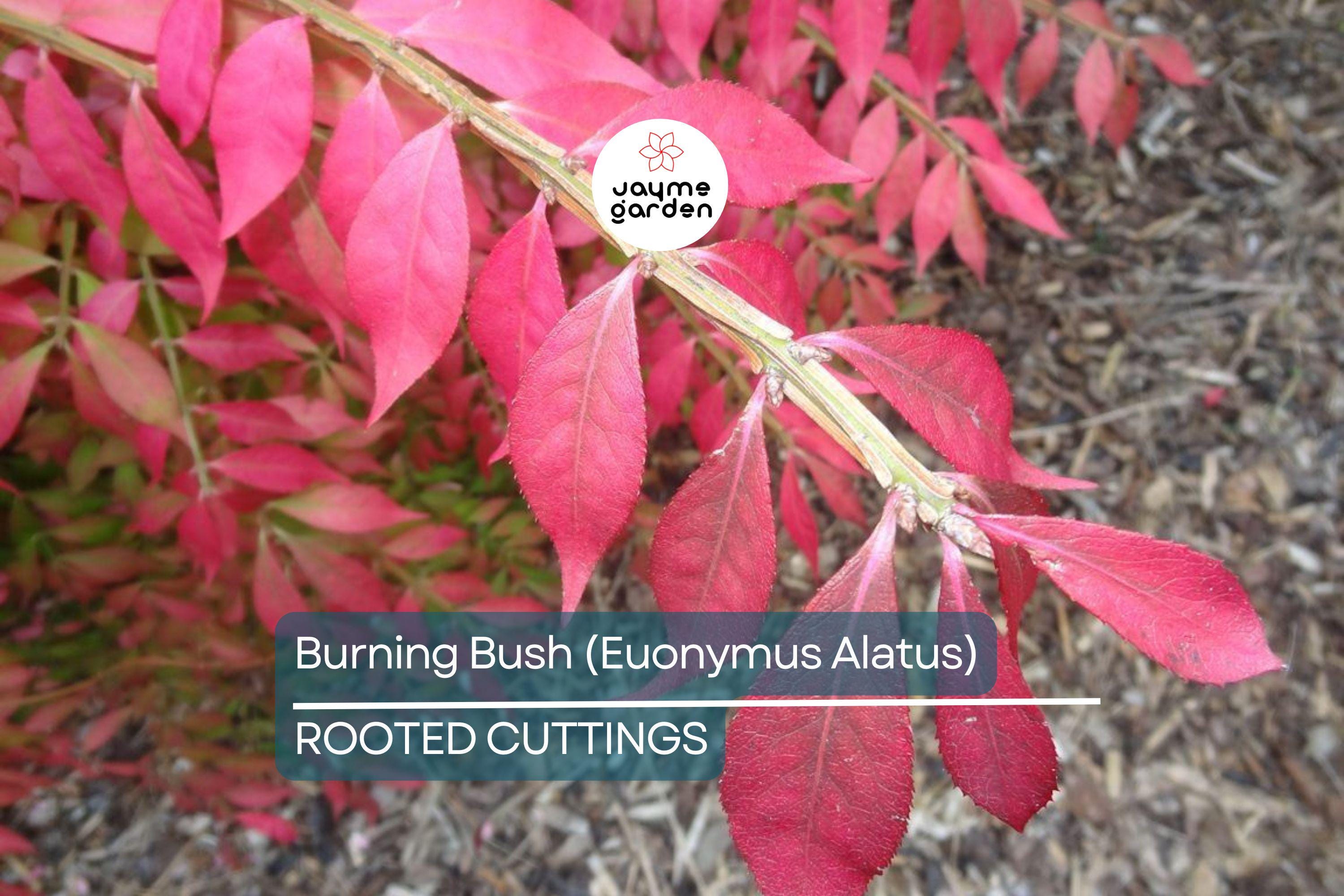 Live Burning Bush Plant | Euonymus Alatus | 1-2 Yr Old Shrub | Strong Roots | Stunning Fall Color | Hardy Landscaping Plant