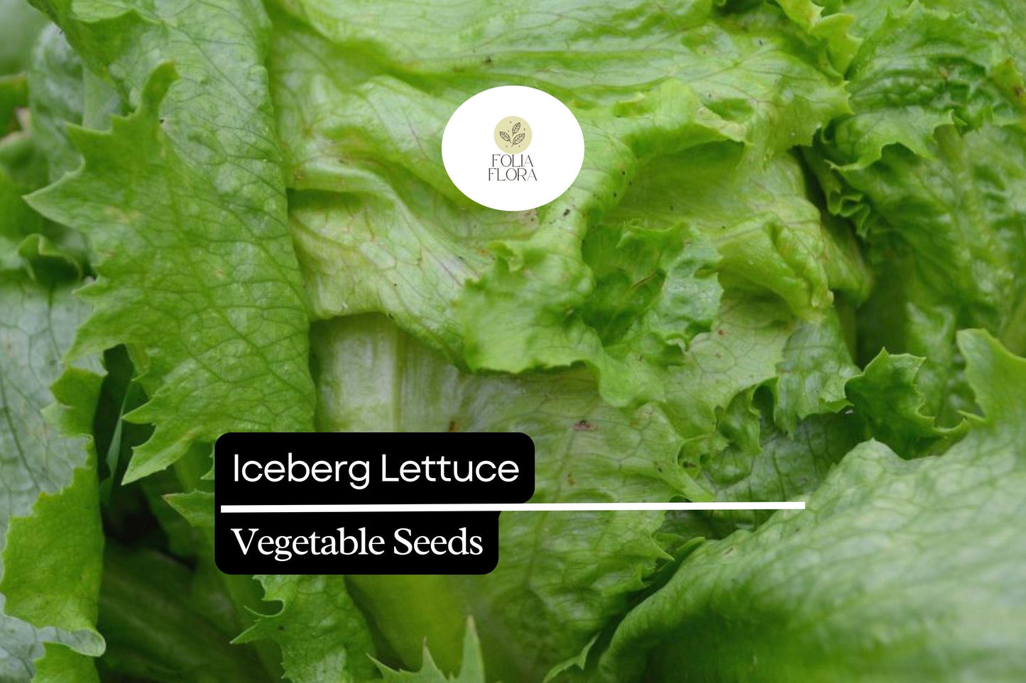 1000 Iceberg Lettuce Seeds – Lactuca sativa – Crisp, Refreshing, Great for Salads, Sandwiches, High-Yield, Non-GMO