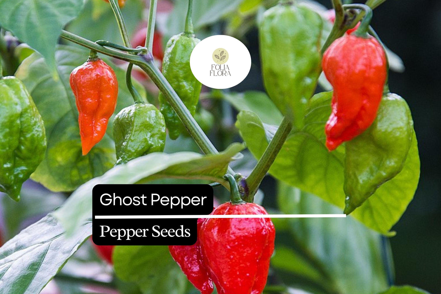 10 Seeds Ghost Pepper, Bhut Jolokia, Fiery Hot Chili Pepper for Spicy Gardens