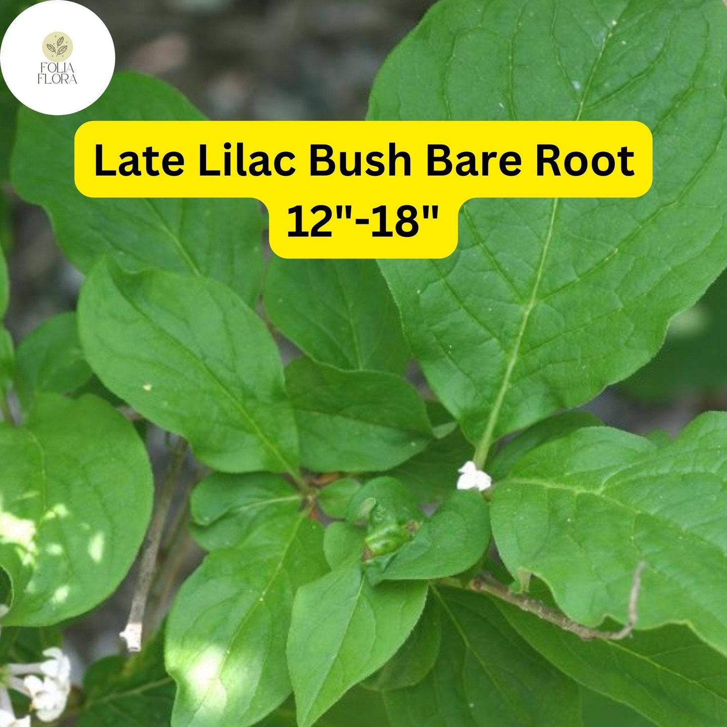 1 Syringa villosa Late Lilac Bush - Live Bare Root Plant 12"-18" for Zones 3-7 - Hardy, Fragrant Flowers