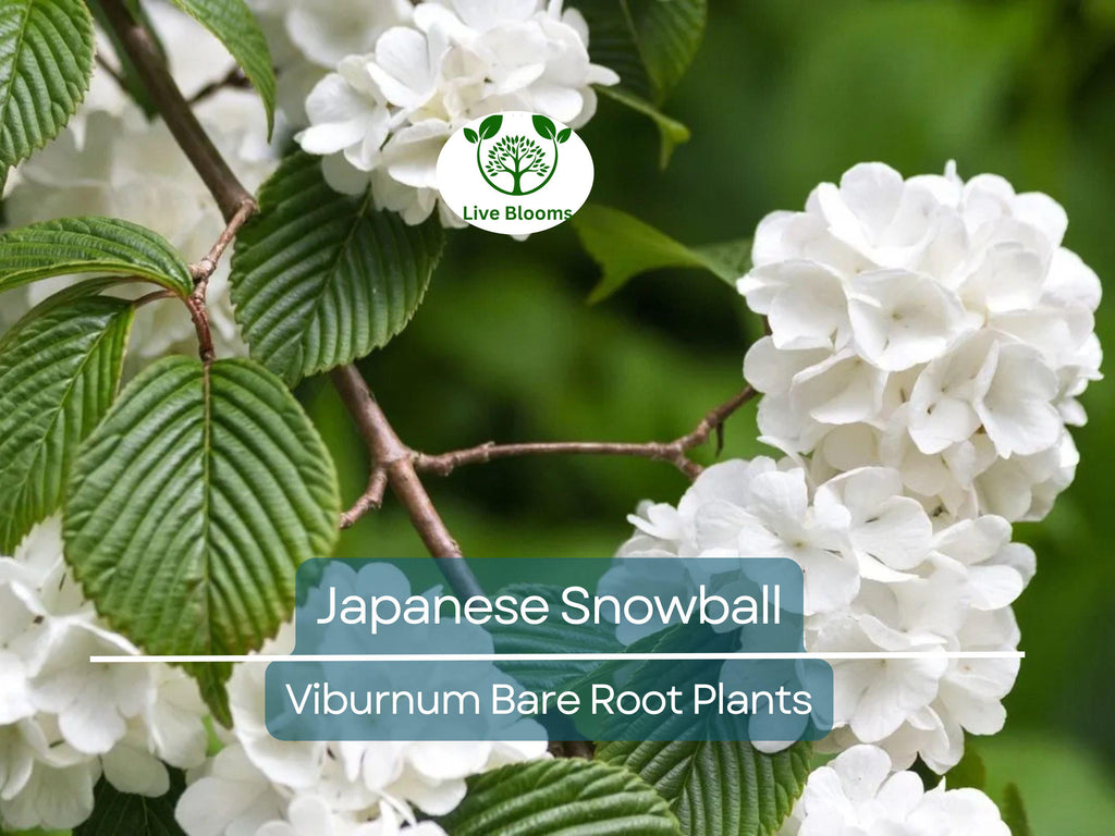 3 Japanese Snowball Viburnum Shrubs - 12-18" Bare Root Starter Plants - Viburnum Plicatum Live Plants