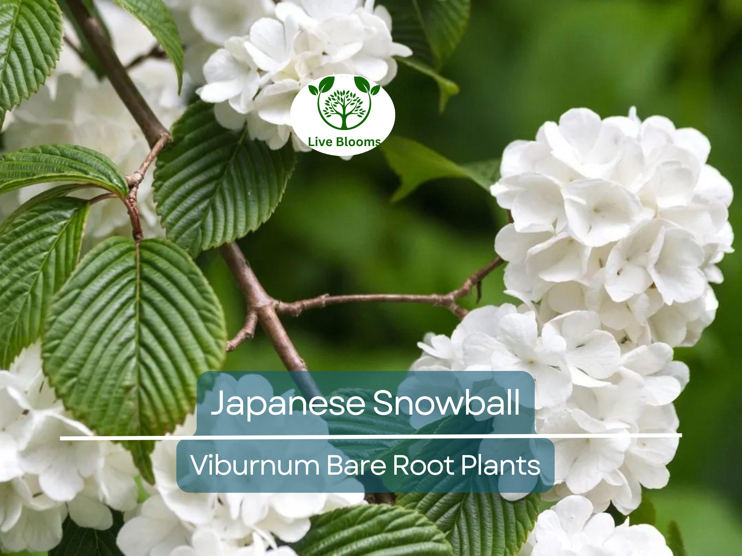 3 Japanese Snowball Viburnum Shrubs - 12-18" Bare Root Starter Plants - Viburnum Plicatum Live Plants