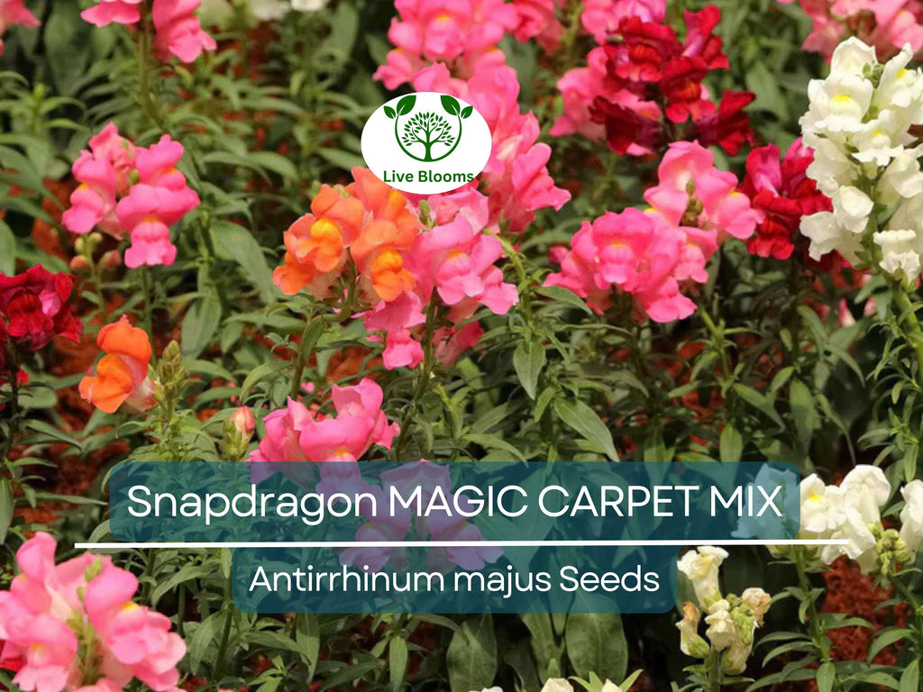200 Seeds Snapdragon MAGIC CARPET Mix Multicolored Blooms, Non-GMO, Butterflies, Antirrhinum Majus, Flowering Plants, Garden, Perennial