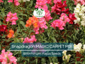 200 Seeds Snapdragon MAGIC CARPET Mix Multicolored Blooms, Non-GMO, Butterflies, Antirrhinum Majus, Flowering Plants, Garden, Perennial