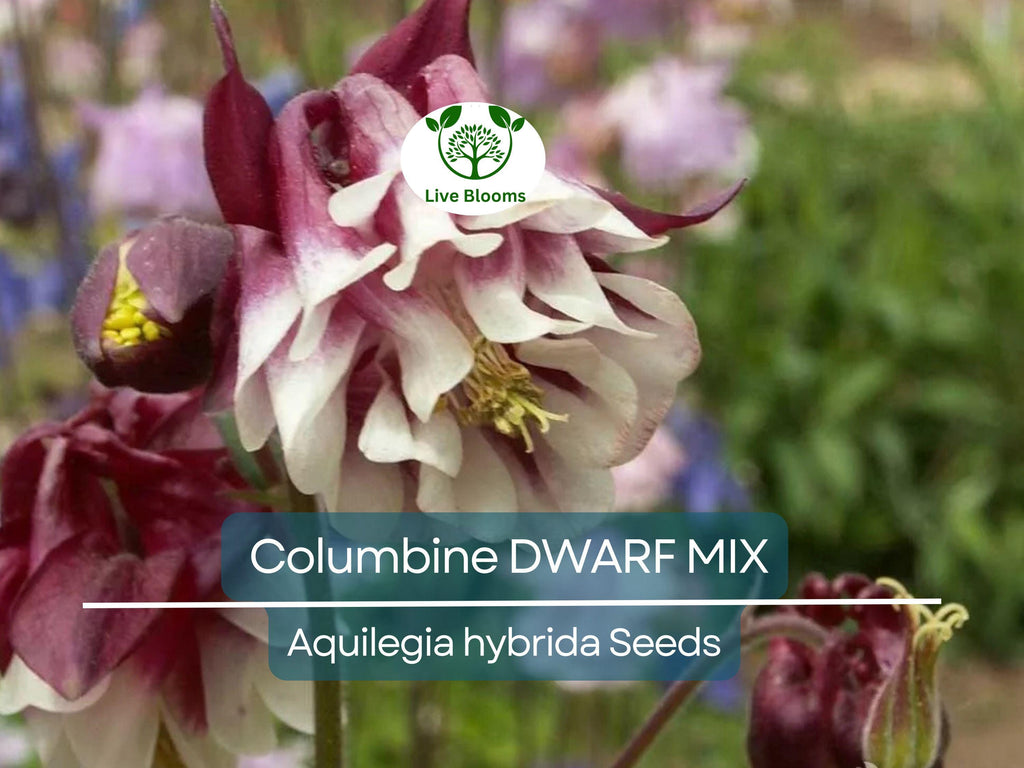 500 Seeds Columbine DWARF MIX Granny's Bonnet Perennial Flowers - Aquilegia Non-GMO, Fall Planting, Easy to Grow, Colorful Garden Blooms