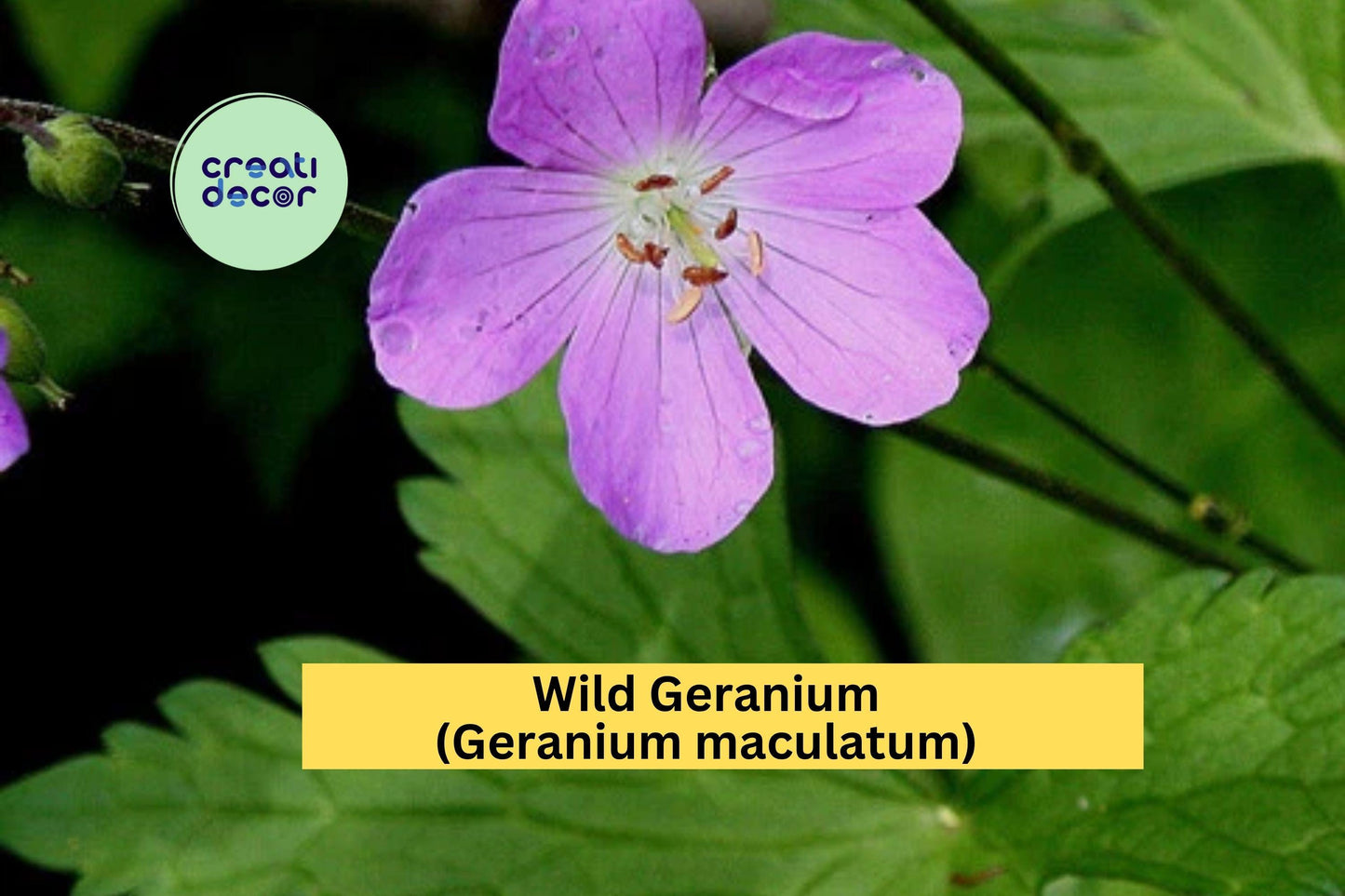 Wild Geranium Plants | Geranium maculatum Bare Root Set of 15 | Hardy Perennial Native Flowering Plant for Outdoor Gardens