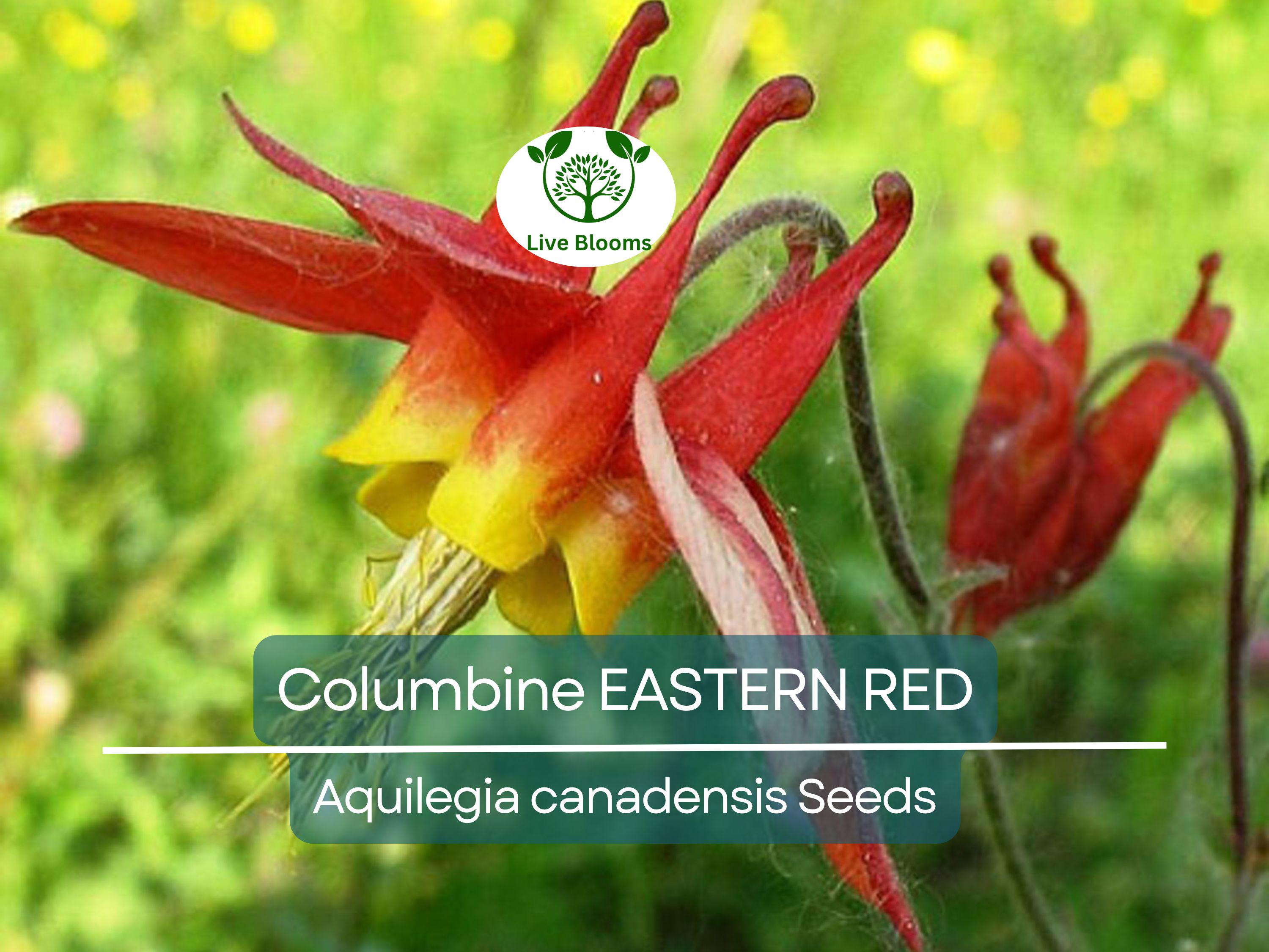 500 Seeds Columbine EASTERN RED Perennial, Aquilegia canadensis, PartShade, Attracts Pollinators, Non-GMO, Beautiful Red Blooms