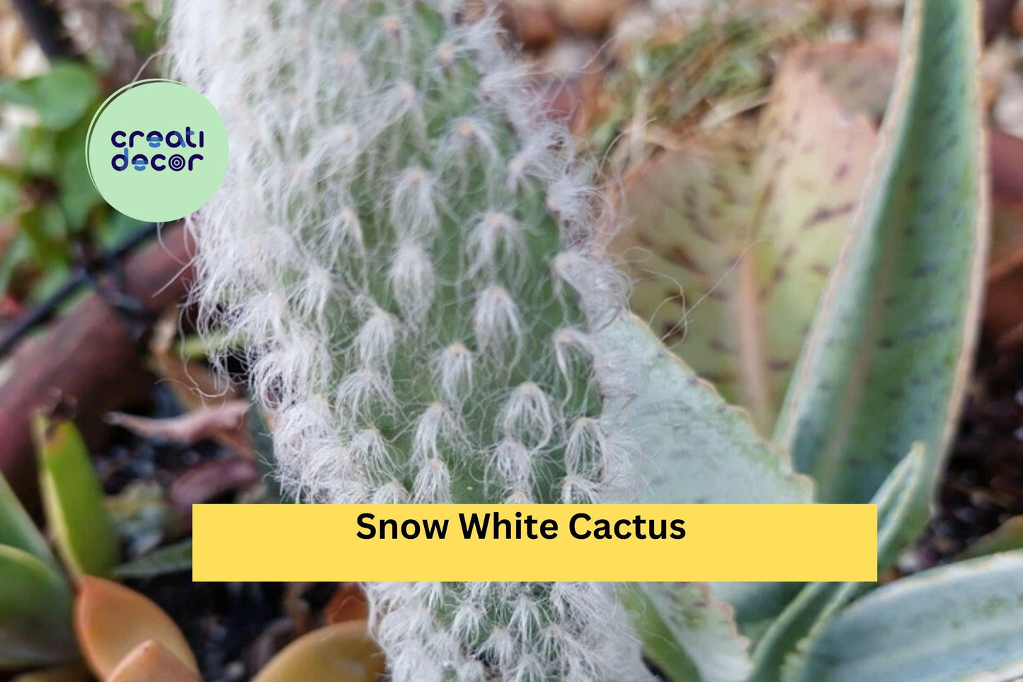 Snow White Cactus Plant | Hairy Roger (Engelmanni carnosus beoskowitzii) Rooted Live Succulent for Desert Garden or Container