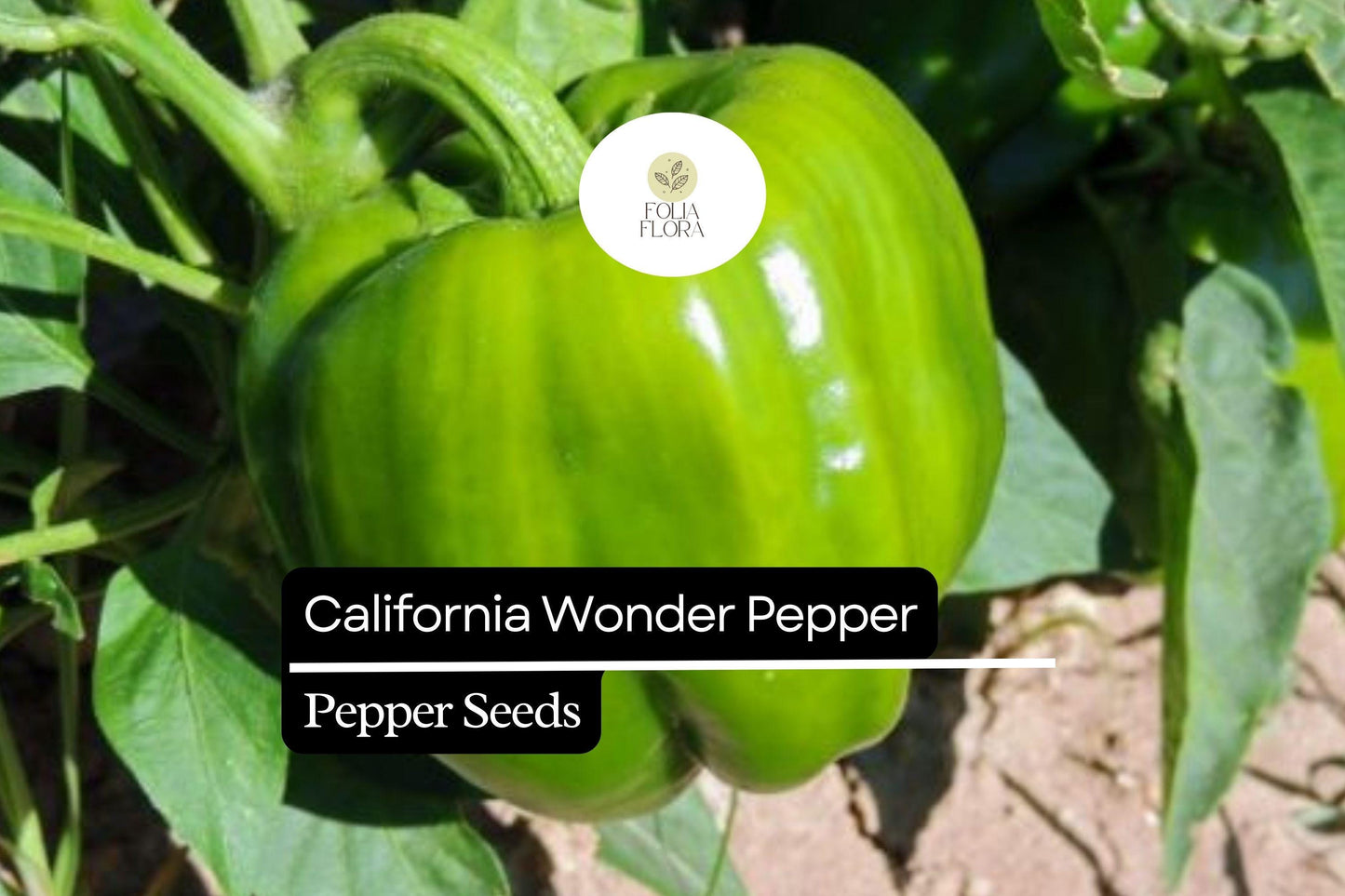 25 California Wonder Pepper Seeds – Capsicum annuum – Heirloom, Sweet & Crisp, High-Yielding