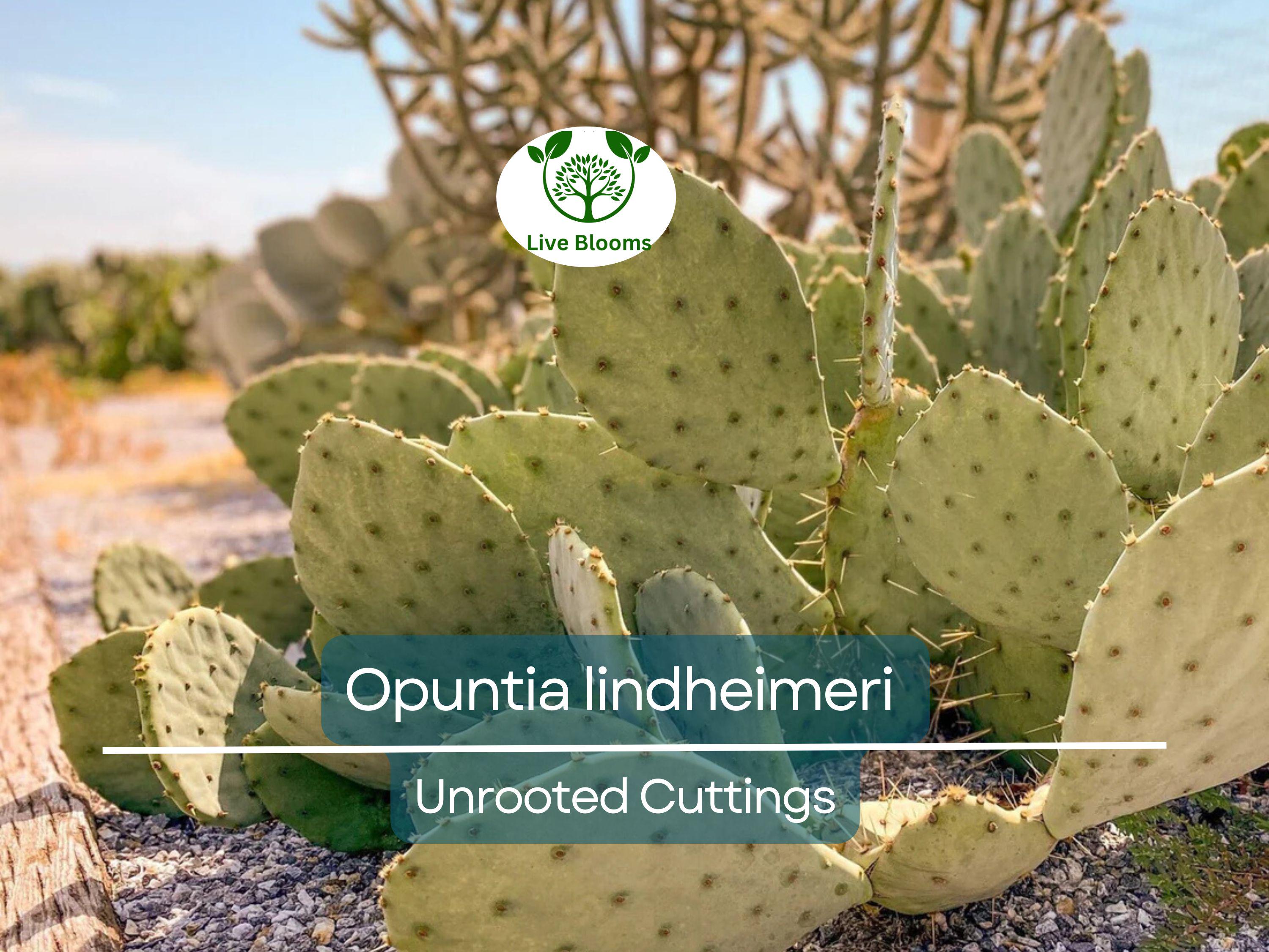 1 West Texas Prickly Pear Cactus Pad Segment - Opuntia lindheimeri Cutting for Planting & Propagation