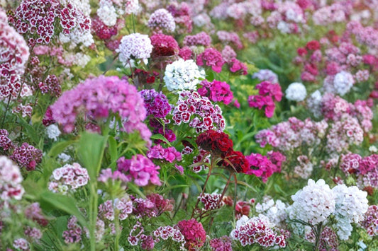 Sweet William – Dianthus barbatus Seeds | 100 Seeds | Fragrant Cottage Garden Flower | Biennial