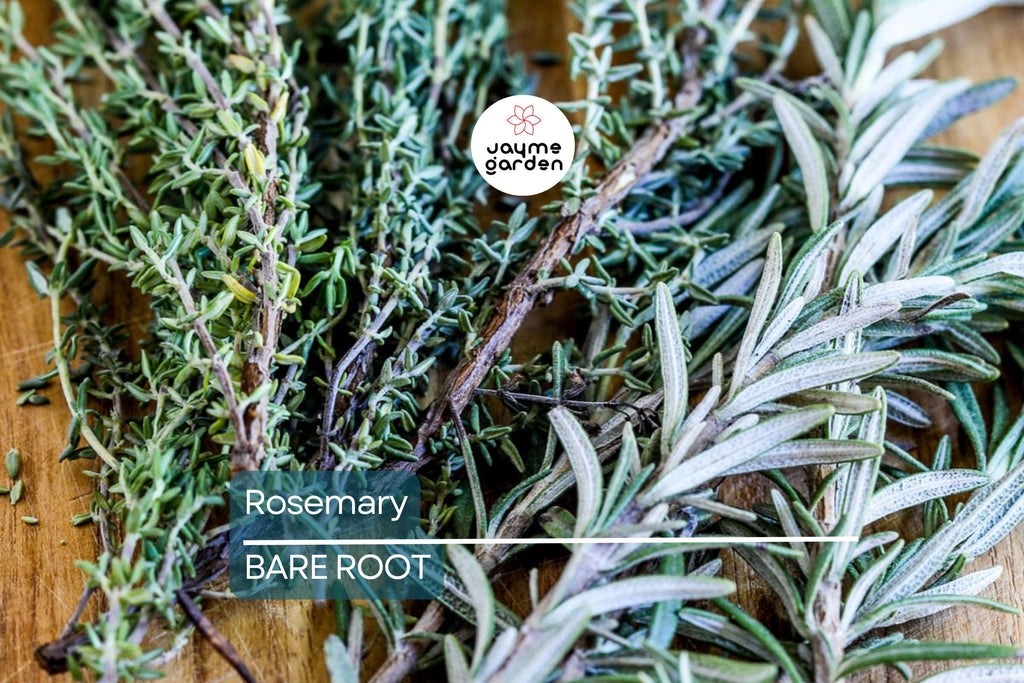 Organic Rosemary Herb Live Plant - Bare Rooted, Ready to Plant - Indoor/Outdoor Herb for Gardens