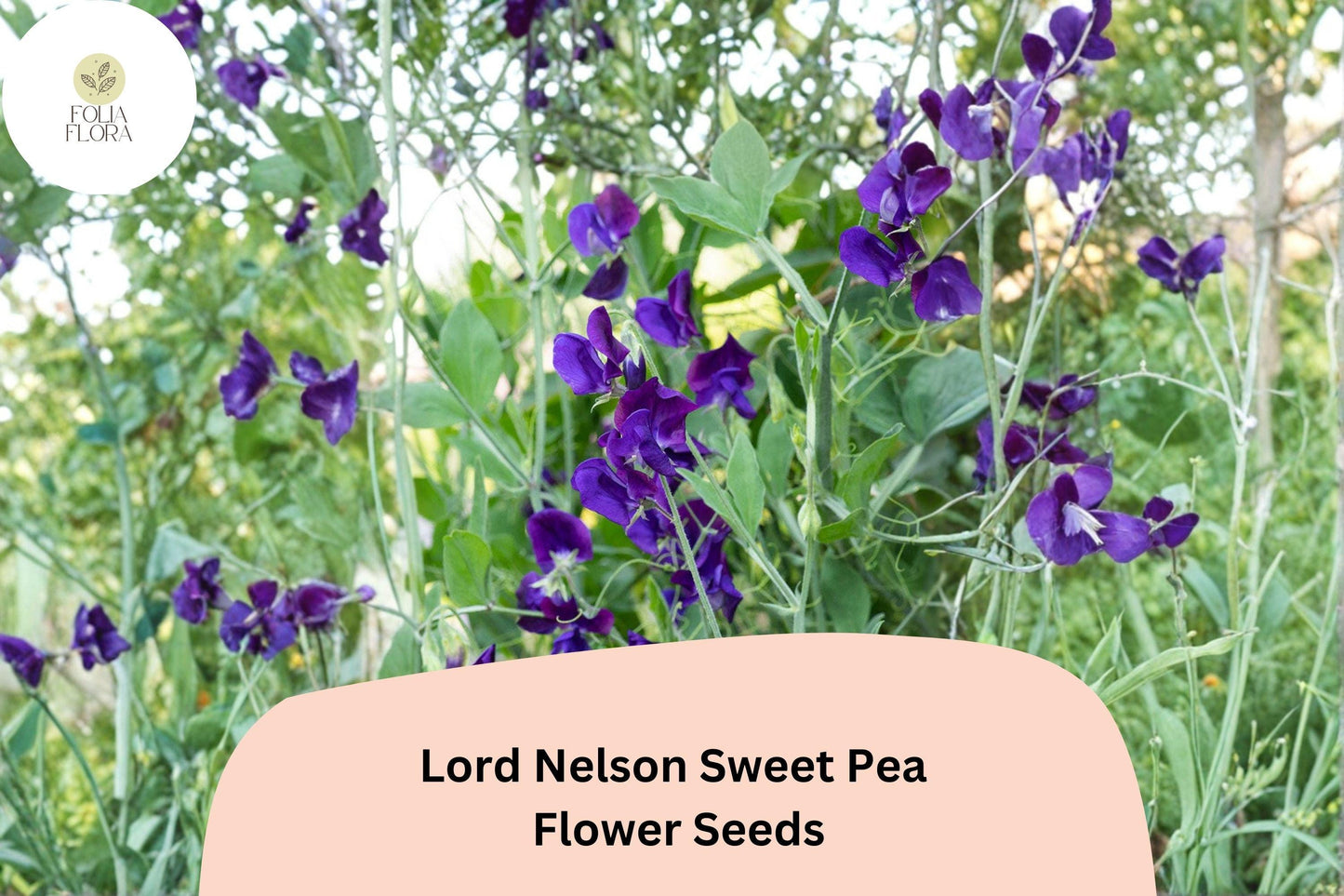 50+ Lord Nelson Sweet Pea Seeds | Fragrant Purple Flower for Garden Trellis & Cut Flowers