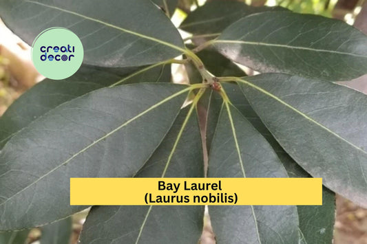 Bay Laurel Tree Cuttings | 5 Live Stem Cuttings for Propagation | Culinary Herb Plant for Indoor Pots or Outdoor Garden Growing