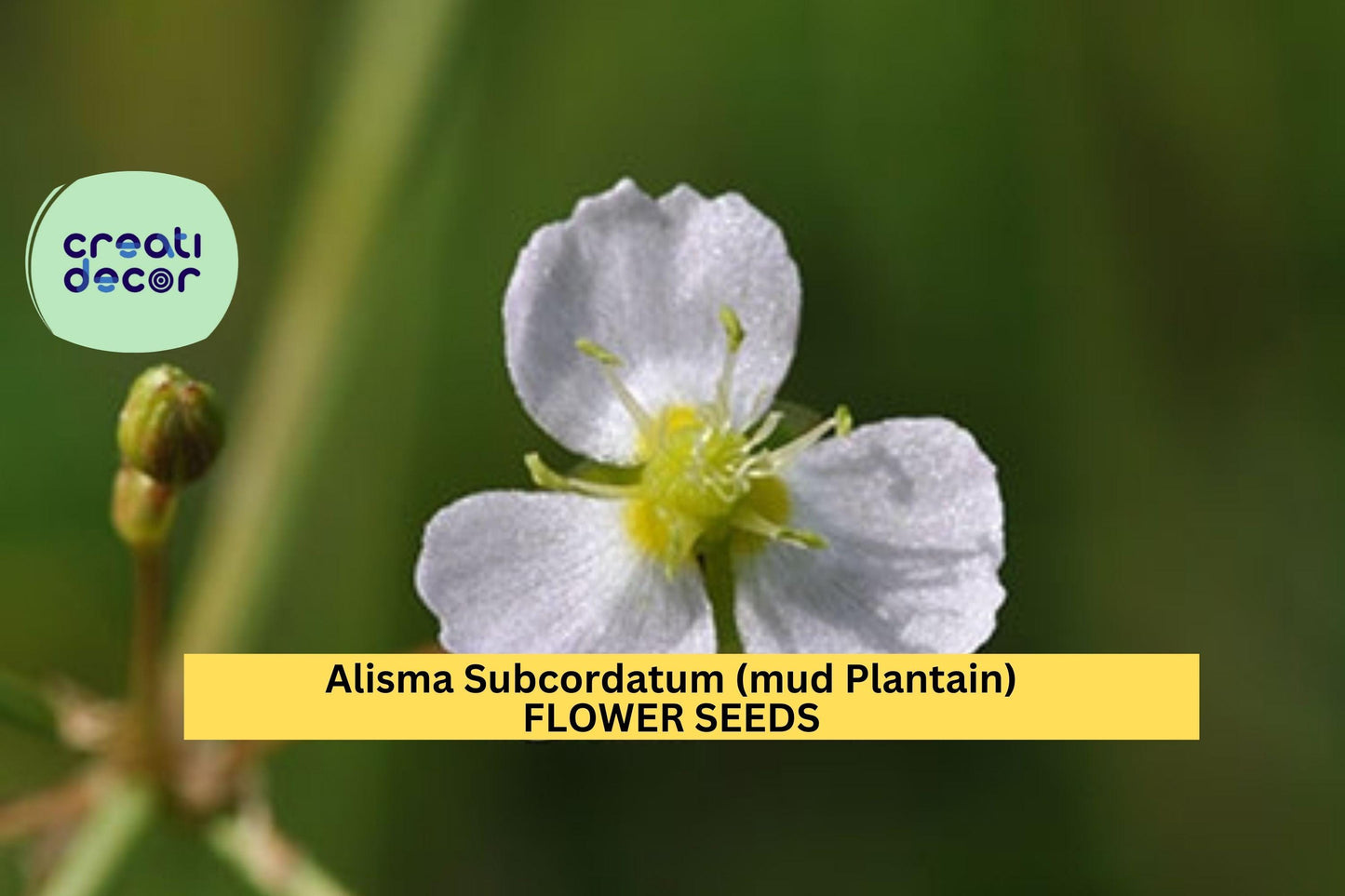 3pcs of 250mg Alisma subcordatum Seeds – Mud Plantain Seeds for Wetland Gardens, Ponds, or Native Water Landscaping Seeds for Planting