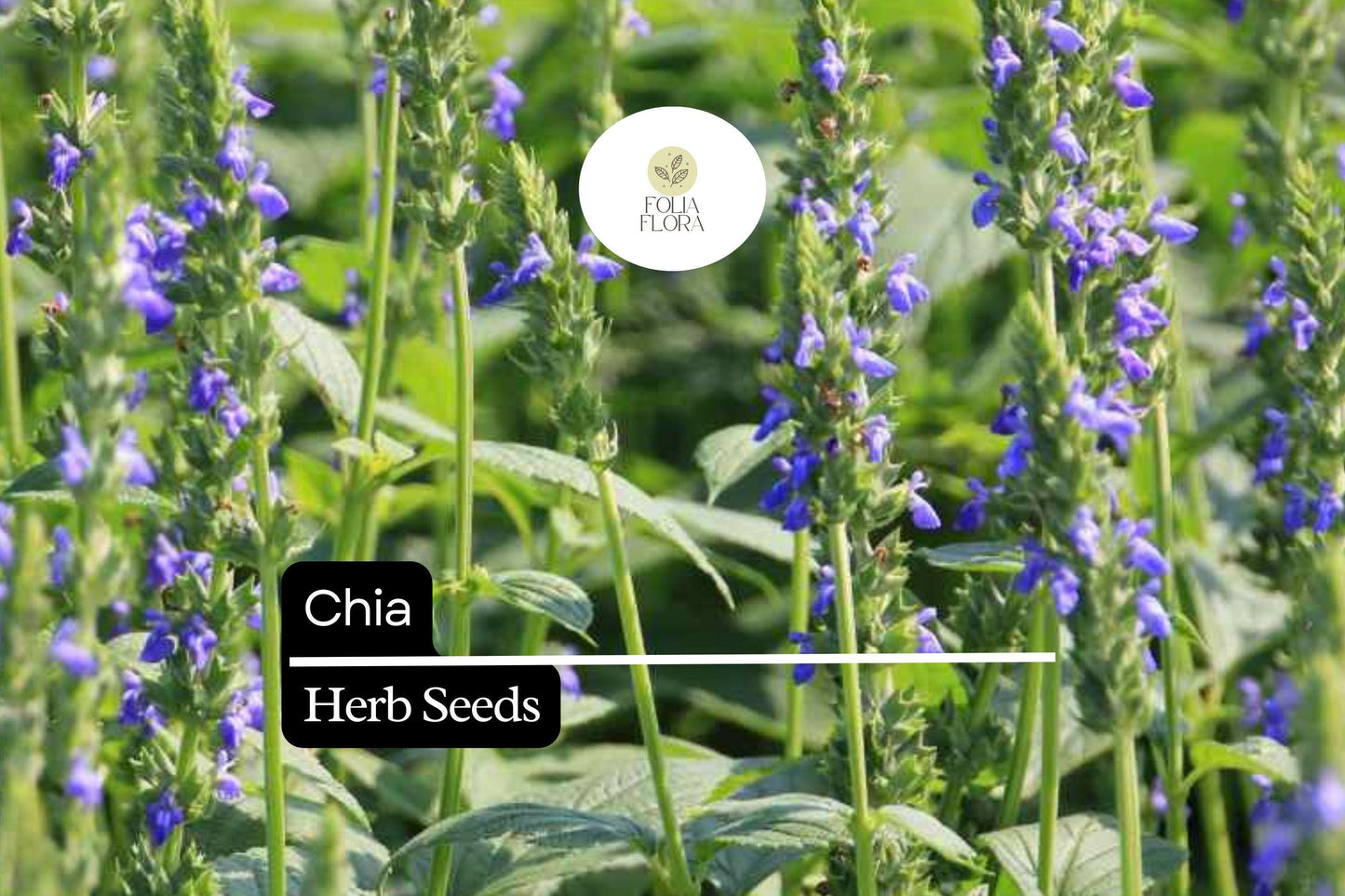 500 Chia Herb Seeds – Salvia hispanica – Heirloom, Fast-Growing, Perfect for Sprouting & Pollinator Gardens